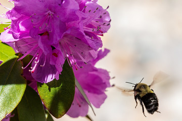 Bumble Bee with Azalea
www.paulmassiephotography.com