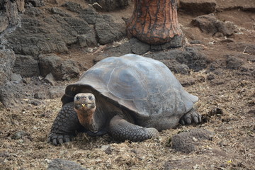 tortuga galápagos