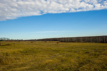 Obraz premium Meadow with mown grass blue sky and forest in the background