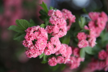 Pink haw thorn apple May flowering tree