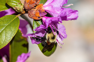 Bumble Bee with Azalea
www.paulmassiephotography.com