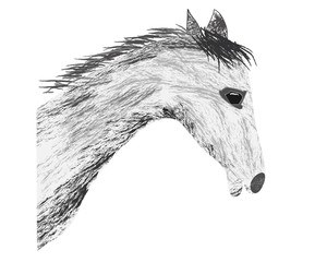 Hand sketch horse head. Beautiful arabian stallion sketch icon for horse breeding symbol, equestrian or riding club emblem design. Front view of a head of a purebred horse with alert ears
