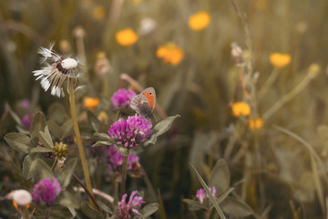Schmetterling (kleines Wiesenvögelchen) auf einer Blume