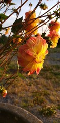 yellow flower in the sun orange tint sunset