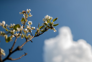 flowering tree on a background of blue sky