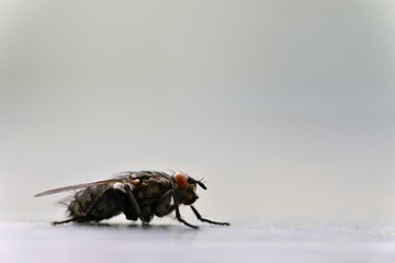 Insects close up. Beautiful macro shot of a fly.