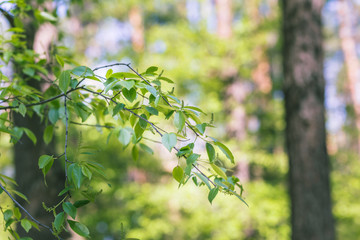green brushes on the blue sky background