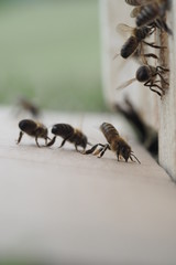 abeille et ruchette