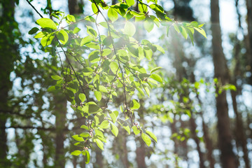 green brushes on the blue sky background