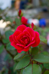 red rose in garden