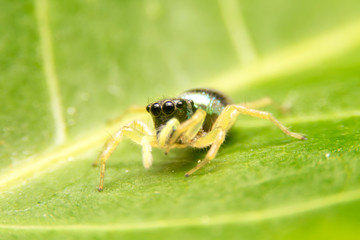 Close up of the jumping spider (Cosmophasis sp.) on green leaf with blurred of green background. Cosmophasis is a genus of spiders in the family Salticidae at Thailand.