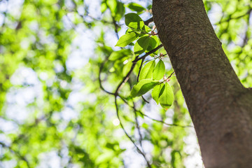 green brushes on the blue sky background