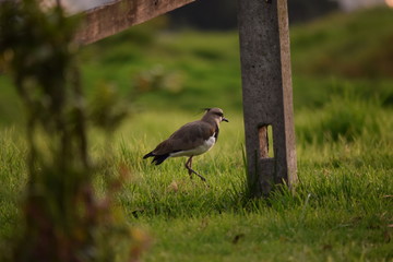 grey crowned night heron