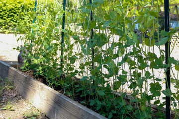 spring in the garden