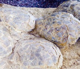 Sauropod dinosaur eggs, Cretaceous, France. © natursports