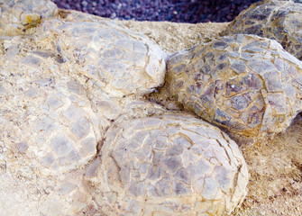 Sauropod dinosaur eggs, Cretaceous, France.