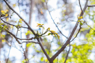 nut sprout in the forest