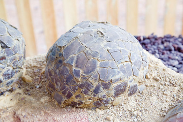 Sauropod dinosaur eggs, Cretaceous, France. © natursports
