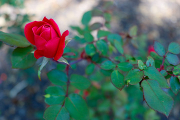 red rose