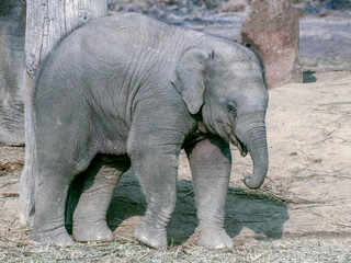 Fototapeta premium Elephant Baby 01