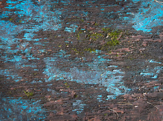 Naklejka premium Blue paint on an old wooden background. Fence.