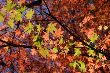 日本の秋　Autumn in Japan