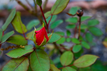 red and green leaves