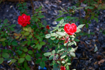 red rose in garden