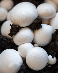 Button mushrooms in the ground