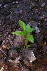 young plant in the ground