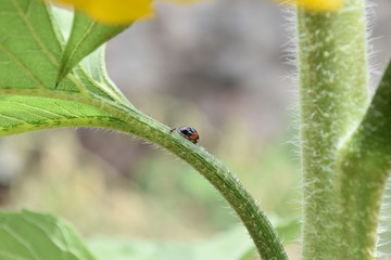 ladybug on a leaf