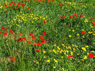 Green meadow with yellow flowers and bright red poppies. Wildflower background image.