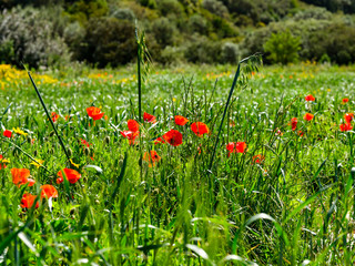 Green meadow with red poppies. Springtime background image.