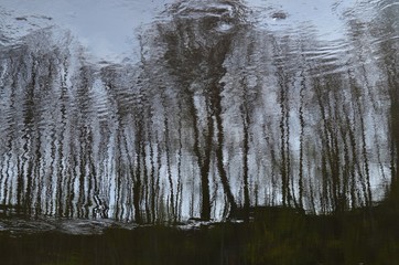 Reflection of trees in dark river water. Abstract blurry dark river water reflection of the bare trees