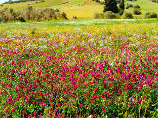 Obraz premium Beautiful meadow full of pink and yellow wild flowers in springtime