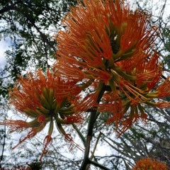 Flores de cabulla