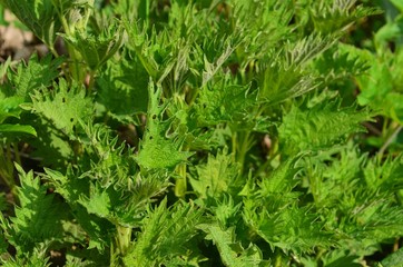 Young green nettle (urtica dioica, stinging nettle) leaves in spring. Spring leaves for food