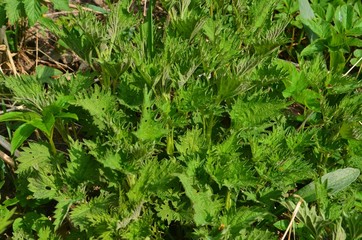 Young green nettle (urtica dioica, stinging nettle) leaves in spring. Spring leaves for food