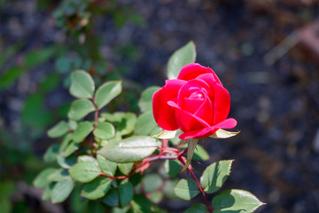 red rose in garden