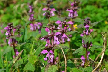 Blossoming flowers of lamium purpureum or red dead-nettle