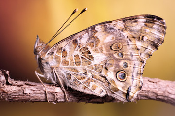 vanessa thistle butterfly