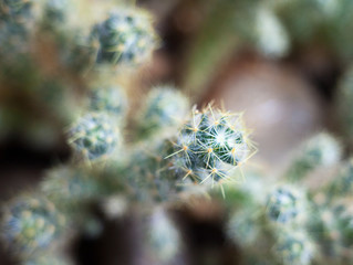 Cactus. Succulent plant.