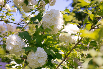 White flowers