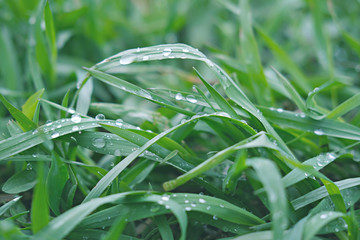 rain drops on a green grass. summer rain concept. weather in the summer. lawn watering and gardening. wallpaper for screen.