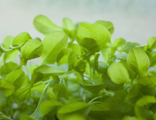 Growing the lettuce.
