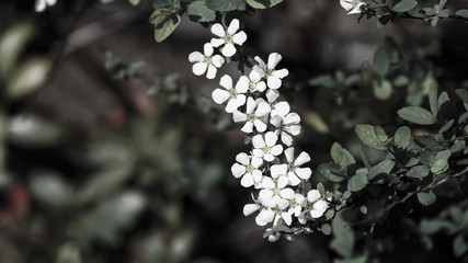 モノトーンの世界で白く映えるユキヤナギの花