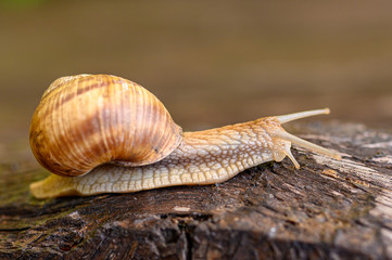 snail on a wood 