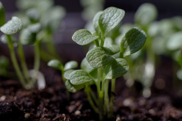 sprouts of lettuce sprouts from organic soil. seedlings from seed, green plant generation, new life concept