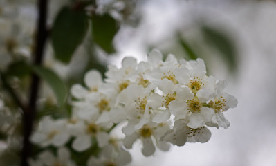 blossom bird cherry tree