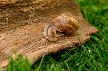 snail on a wood